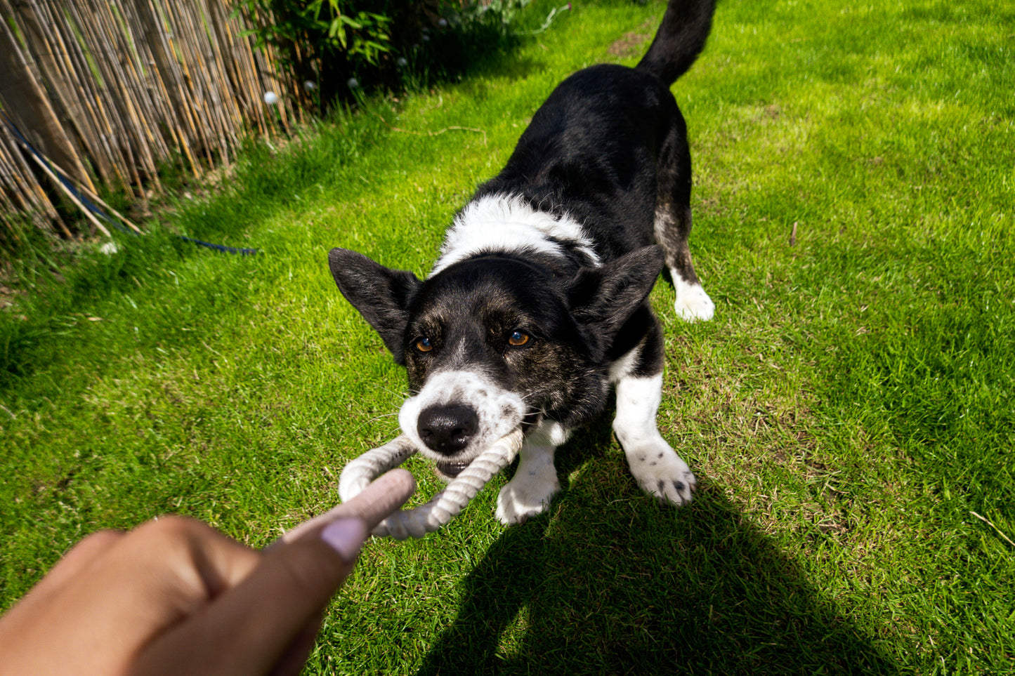 Natural rubber tug toy