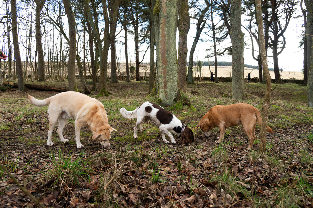 scatter feeding dogs