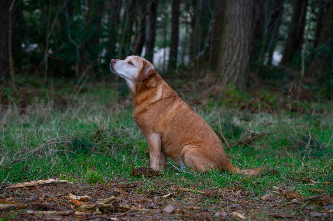 senior dog care tips