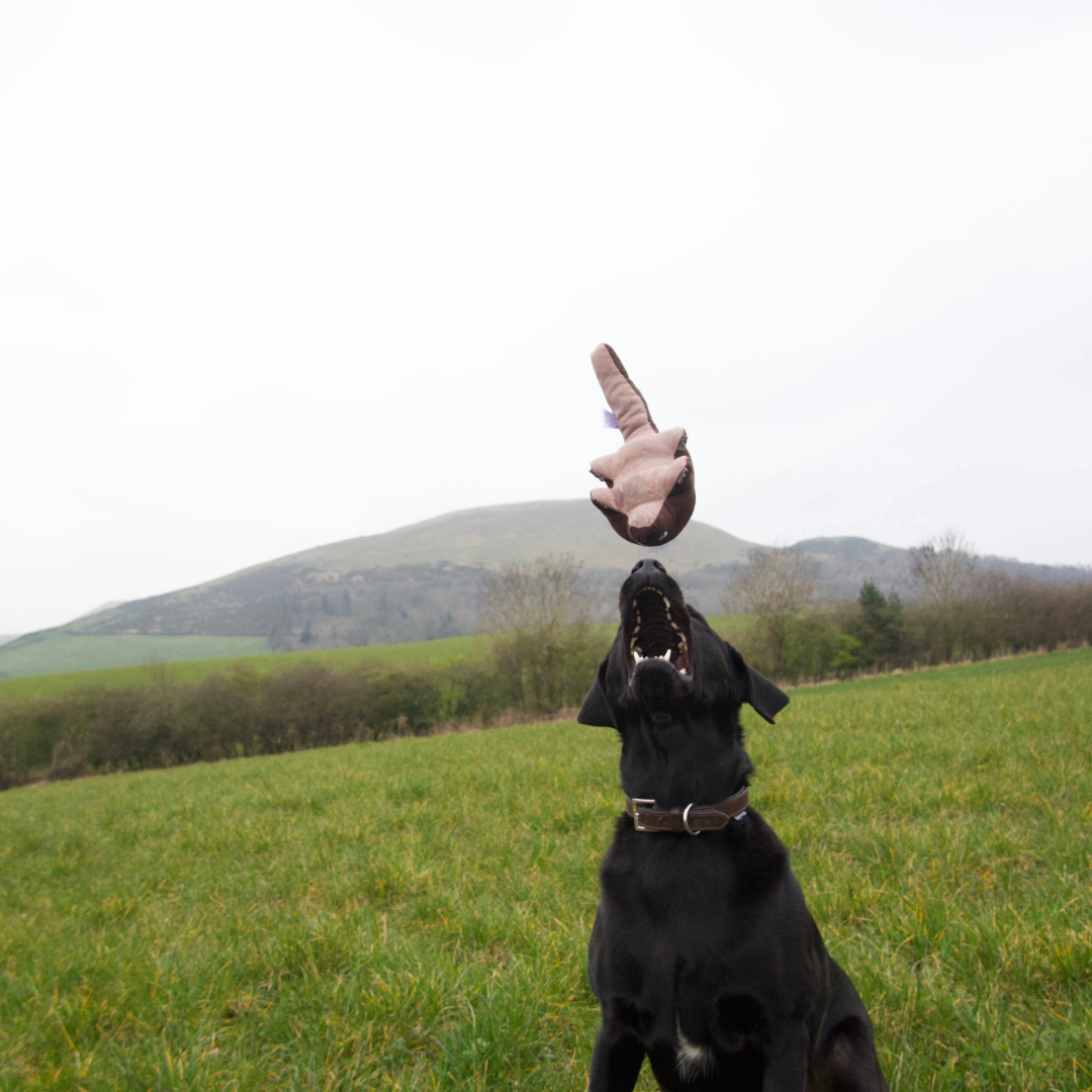Are there harmful chemicals in dog toys?