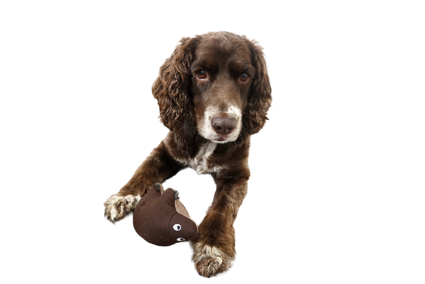 Pip the Pangolin dog toy