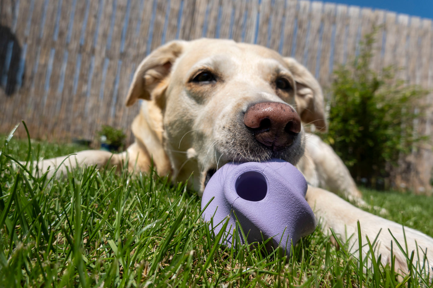 Natural rubber treat ball